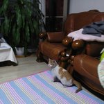 [고양이] 아파트 단지 길냥이가 집까지 따라왔네요