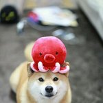 [<b>댓글</b>부탁해] 한<b>달</b>에 옷사는데 얼마정도 써?