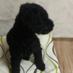 우리집 강아지 <b>연탄</b>이