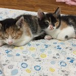 [고양이] 우리 집 냥이입니다~^^