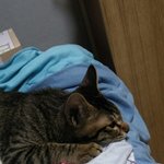 [EXO] 야 우리 고양이 삐졌다