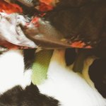 아 우리집고양이 자는거 개<b>졸</b><b>귀</b>