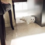 [고양이] 잘생긴 우리집 <b>미묘</b>고양이 하몽이!! 5