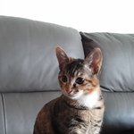 [EXO] 울집 고양이 <b>인생샷</b>