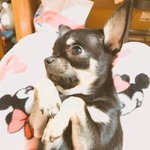 [댓글부탁해] 우리집강아지 <b>배변</b>훈련 ㅜ