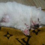 [EXO] 뜬금인데 우리강아지 잔다