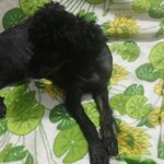 우리집 강아지 <b>연탄이</b>2탄