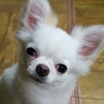 [강아지] 치와와 코코,몽 4탄!ㅎ