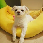 [강아지] 삥구 <b>새집</b>장만했어용ㅋㅋ