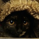 고양이<b>분양</b>받았다ㅠㅠ