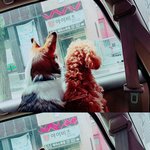 우리엄마 강아지 싫어하는척 하다가ㅋㅋㅋㅋㅋ