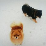 [강아지] <b>둘리</b>랑 또치, 소소한 일상