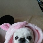 페키니즈 <b>미용</b> 화나네요 하..