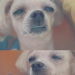 [방탄소년단] 오피셜트위터에