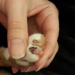 [조언부탁] 화가나는 <b>동물</b>병원