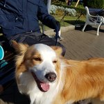 [EXO] 야 <b>이강</b>쥐 종류가 뭐냐