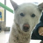 [<b>동행</b>세상] 식당에사는 친구의 밥을 얻어 먹어가며 살아온 진도 설이...