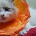 [고양이] 고양이 꽃이 피었습니다