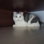 우리집 고양이 세상 귀엽다 ㅠㅠㅠㅠ