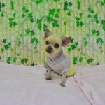 새벽녘..<b>포대</b>자루 위에 버려진 요정이의 상처를 사랑으로 치유해주실...