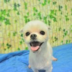 누구보다 귀여운 외모를 가진 말티즈 <b>슈슈</b>의 가족이 되어주세요!