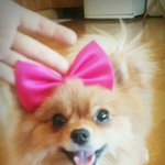 [강아지] <b>둘리</b>와 또치, 소소한 일상