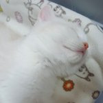 [EXO] 미친 아까 고양이 자랑한 앤데