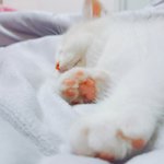 [EXO] 아까고양이)너네 핑쿠 젤리 죠아하는구나!!!