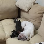 [조언부탁] 억울하게 죽은 아이. 반려견입니다.. 꼭 한번만 읽어주세요...