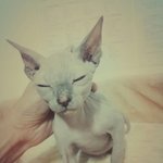 <b>스핑크스</b>고양이 도담이