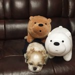 [개칼있으마] 연예인 닮은 우리개 ㅎㅎㅎ