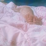 냥이 ㅈㄴ잘<b>잔당</b>ㅎㅎㅎㅎㅎㅎ