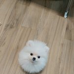 강아지