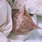 ㅈㄴ<b>팔자</b> 좋아보인닼ㅋㅋㅋ