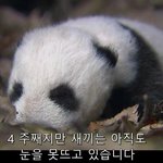 [드루와] 자기취향아니라고 안이쁘다할수있음???