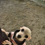 (유기견) 말티즈/4살 똘망똘망한 눈을 가진 <b>혜민</b>이의 가족이 되어주세요!