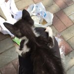 [고양이] (약혐주의!!!!)우리<b>집</b> <b>두</b>냥이를 소개합니다:-) 2