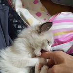 [고양이] !!!  자꾸 깨무는 고양이 조련하기