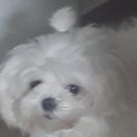 [EXO] 마음이 <b>심란</b>하지? 우리집 강아지나 보고가