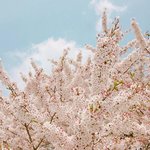 [방탄소년단] Butterfly