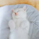 [EXO] 이 고양이<b>주인</b>아