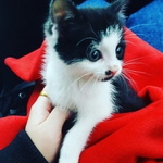 [고양이] 코<b>복이</b>를 소개합니다:D