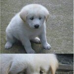 애두라코<b>피지</b>