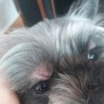 [꼭좀봐주세] 강아지 눈 <b>주위</b>가 부풀어요..ㅠㅠ 왜그런건지 알수있나요...