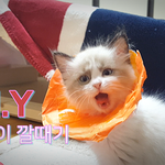 [고양이] D.I.Y 귓병난 고양이를 <b>발톱</b>으로 부터 보호하기