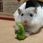[댓글부탁해] <b>코</b><b>팩</b> 처음인데 해야할까?ㅜㅜㅜ