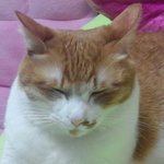 우리집 냥이ㅋㅋㅋ<b>우지</b>닮은표정같다