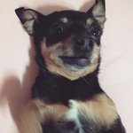 [강아지] 반려견 관련 설문이 왔어요! (20분 추첨 기프티콘)