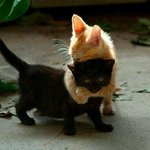 [세븐틴] ㅅㄷ이고완전<b>한솔</b>이랑승관이아니냐ㅠ