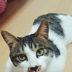 개냥이 낫쵸의 평생 엄마 &amp; 아빠가 되어 주세요. (입양홍보)